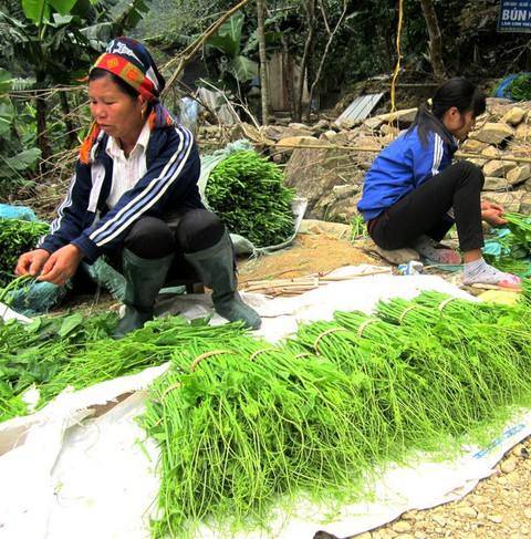 Đặc sản rau su su ở danh thắng Tây Thiên - Ảnh 5. Đặc sản rau su su ở danh thắng Tây Thiên - Ảnh 5.