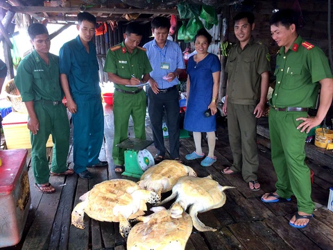 Vận động người dân giao 4 rùa biển thả về đại dương - Ảnh 2. Vận động người dân giao 4 rùa biển thả về đại dương - Ảnh 2.