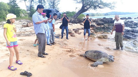 Vận động người dân giao 4 rùa biển thả về đại dương - Ảnh 1. Vận động người dân giao 4 rùa biển thả về đại dương - Ảnh 1.