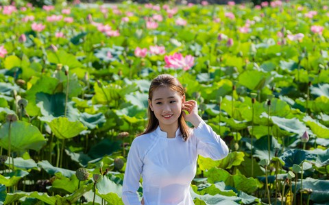 Trồng sen thay lúa vụ ba ở An Giang - Ảnh 1. Trồng sen thay lúa vụ ba ở An Giang - Ảnh 1.