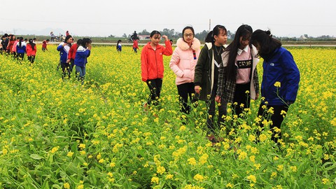 Thanh Hóa: Cánh đồng hoa cải hút du khách tham quan - Ảnh 2. Thanh Hóa: Cánh đồng hoa cải hút du khách tham quan - Ảnh 2.