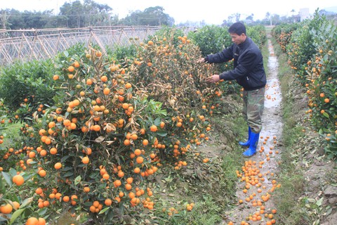 Hơn 400 cây quất tết chết nghi bị phun thuốc diệt cỏ - Ảnh 2. Hơn 400 cây quất tết chết nghi bị phun thuốc diệt cỏ - Ảnh 2.
