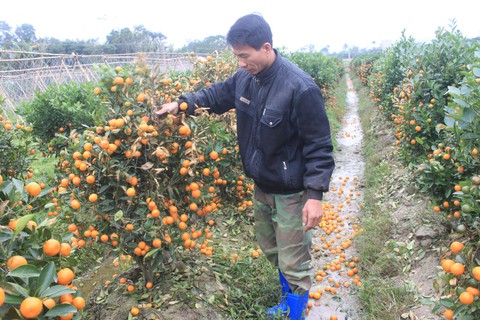 Phun thuốc diệt 400 cây quất do mâu thuẫn với hàng xóm - Ảnh 4. Phun thuốc diệt 400 cây quất do mâu thuẫn với hàng xóm - Ảnh 4.