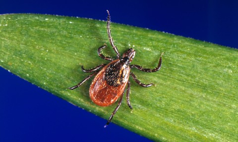 Sau SARS, Zika, kẻ thù của loài người là ve ký sinh? - Ảnh 1. Sau SARS, Zika, kẻ thù của loài người là ve ký sinh? - Ảnh 1.