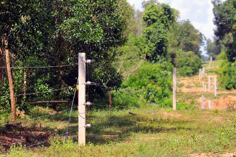 Voi rừng lại ra phá hoại hoa màu ở Đồng Nai - Ảnh 10. Voi rừng lại ra phá hoại hoa màu ở Đồng Nai - Ảnh 10.