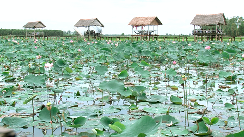 Đưa thuyền năng lượng mặt trời, đài ngắm hoa phục vụ du khách - Ảnh 3. Đưa thuyền năng lượng mặt trời, đài ngắm hoa phục vụ du khách - Ảnh 3.