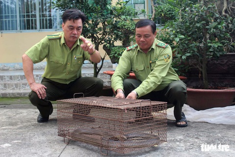 Mua rắn làm mồi nhậu, phát hiện hổ mang chúa nên giao kiểm lâm thả về rừng - Ảnh 1. Mua rắn làm mồi nhậu, phát hiện hổ mang chúa nên giao kiểm lâm thả về rừng - Ảnh 1.