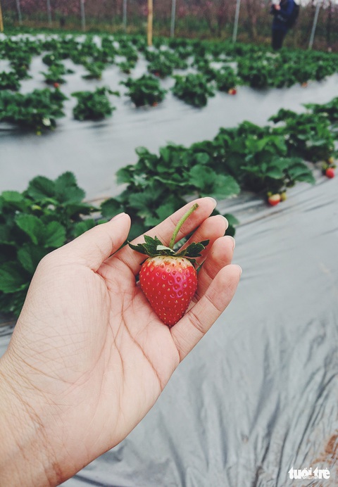 Bạn trẻ Hà Nội tíu tít hái dâu tây giữa làng đào Nhật Tân - Ảnh 1. Bạn trẻ Hà Nội tíu tít hái dâu tây giữa làng đào Nhật Tân - Ảnh 1.