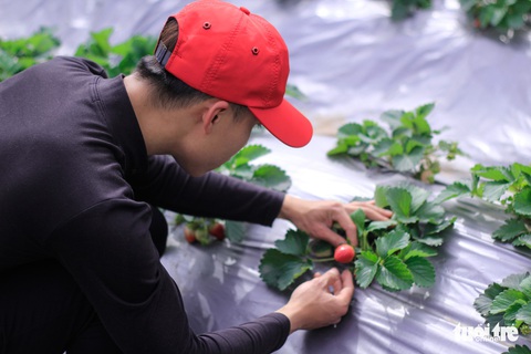 Bạn trẻ Hà Nội tíu tít hái dâu tây giữa làng đào Nhật Tân - Ảnh 4. Bạn trẻ Hà Nội tíu tít hái dâu tây giữa làng đào Nhật Tân - Ảnh 4.