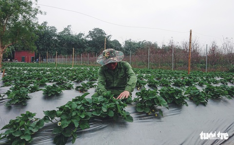 Bạn trẻ Hà Nội tíu tít hái dâu tây giữa làng đào Nhật Tân - Ảnh 10. Bạn trẻ Hà Nội tíu tít hái dâu tây giữa làng đào Nhật Tân - Ảnh 10.