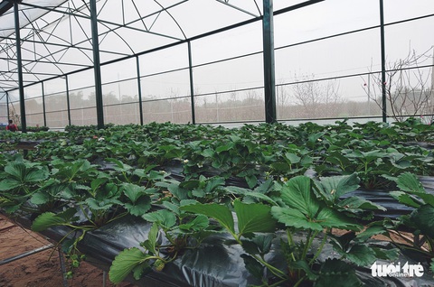 Bạn trẻ Hà Nội tíu tít hái dâu tây giữa làng đào Nhật Tân - Ảnh 3. Bạn trẻ Hà Nội tíu tít hái dâu tây giữa làng đào Nhật Tân - Ảnh 3.