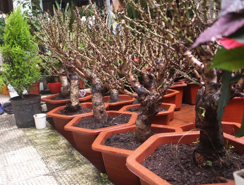 Đào ghép Trung Quốc cạnh tranh đào Thất thốn Nhật Tân xịn - Ảnh 1. Đào ghép Trung Quốc cạnh tranh đào Thất thốn Nhật Tân xịn - Ảnh 1.