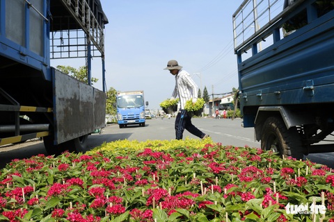 Nhà vườn Sa Đéc đầu tư tiền tỉ cho làng hoa dịp tết - Ảnh 3. Nhà vườn Sa Đéc đầu tư tiền tỉ cho làng hoa dịp tết - Ảnh 3.