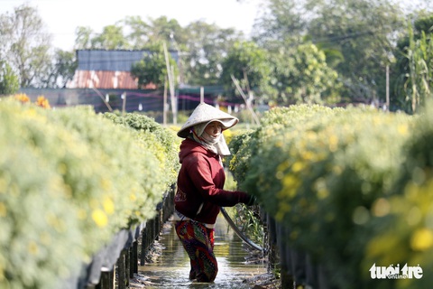 Nhà vườn Sa Đéc đầu tư tiền tỉ cho làng hoa dịp tết - Ảnh 4. Nhà vườn Sa Đéc đầu tư tiền tỉ cho làng hoa dịp tết - Ảnh 4.