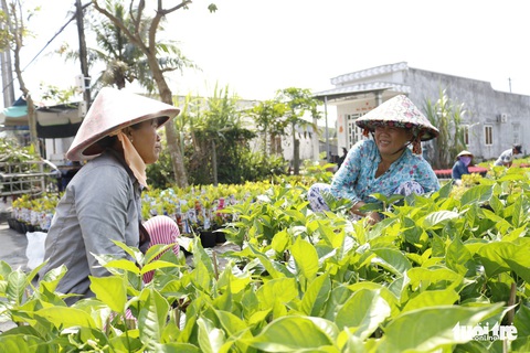 Nhà vườn Sa Đéc đầu tư tiền tỉ cho làng hoa dịp tết - Ảnh 5. Nhà vườn Sa Đéc đầu tư tiền tỉ cho làng hoa dịp tết - Ảnh 5.