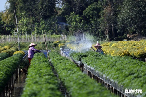 Nhà vườn Sa Đéc đầu tư tiền tỉ cho làng hoa dịp tết - Ảnh 6. Nhà vườn Sa Đéc đầu tư tiền tỉ cho làng hoa dịp tết - Ảnh 6.