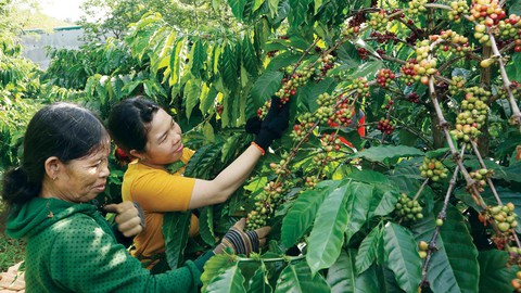 Chất lượng thấm trong từng giọt cà phê - Ảnh 1. Chất lượng thấm trong từng giọt cà phê - Ảnh 1.