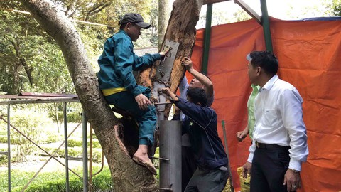 cây nhà bác hồ cây nhà bác hồ