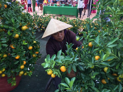 Xem quất cảnh thi... hoa hậu ở Hội An - Ảnh 1. Xem quất cảnh thi... hoa hậu ở Hội An - Ảnh 1.