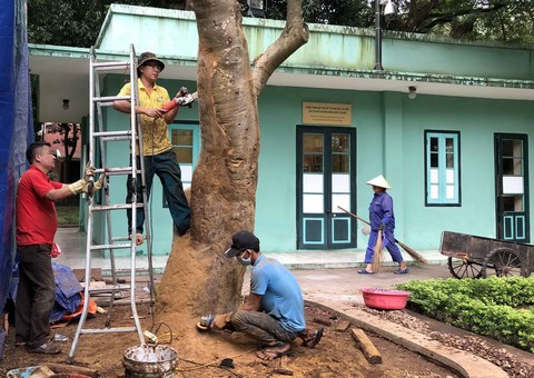 Cứu cây quý hiếm ở nhà Bác Hồ - Ảnh 1. Cứu cây quý hiếm ở nhà Bác Hồ - Ảnh 1.