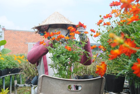 Làng hoa lớn nhất miền Tây chính thức thu phí tham quan 20.000 đồng - Ảnh 1. Làng hoa lớn nhất miền Tây chính thức thu phí tham quan 20.000 đồng - Ảnh 1.