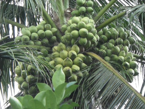 Triển lãm giống ổi có trái giá chỉ 50.000đồng/cây. - Ảnh 1. Triển lãm giống ổi có trái giá chỉ 50.000đồng/cây. - Ảnh 1.