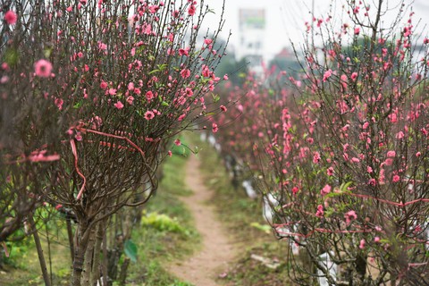 Vườn đào Nhật Tân rực sắc hồng đón Tết - Ảnh 1. Vườn đào Nhật Tân rực sắc hồng đón Tết - Ảnh 1.