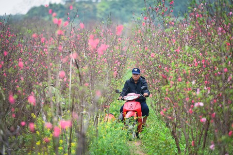 Vườn đào Nhật Tân rực sắc hồng đón Tết - Ảnh 2. Vườn đào Nhật Tân rực sắc hồng đón Tết - Ảnh 2.