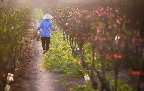 Vườn đào Nhật Tân rực sắc hồng đón Tết - Ảnh 3. Vườn đào Nhật Tân rực sắc hồng đón Tết - Ảnh 3.