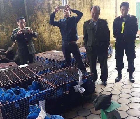 Bắt 9 người liên quan vụ buôn bán tê tê ở Hà Tĩnh - Ảnh 1. Bắt 9 người liên quan vụ buôn bán tê tê ở Hà Tĩnh - Ảnh 1.