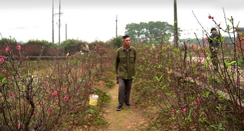 Bàng hoàng 200 gốc đào bị bẻ cành, chặt ngọn tan hoang trong đêm - Ảnh 3. Bàng hoàng 200 gốc đào bị bẻ cành, chặt ngọn tan hoang trong đêm - Ảnh 3.