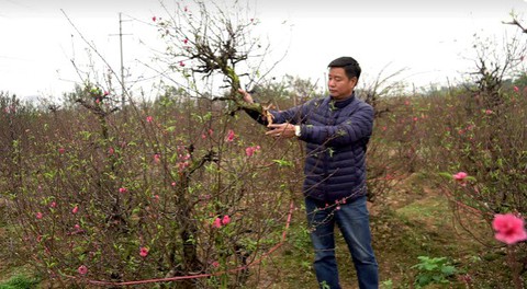 Bàng hoàng 200 gốc đào bị bẻ cành, chặt ngọn tan hoang trong đêm - Ảnh 1. Bàng hoàng 200 gốc đào bị bẻ cành, chặt ngọn tan hoang trong đêm - Ảnh 1.