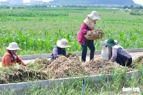 Giải cứu tỏi Lý Sơn với mỗi ký giá 60.000 đồng - Ảnh 5. Giải cứu tỏi Lý Sơn với mỗi ký giá 60.000 đồng - Ảnh 5.