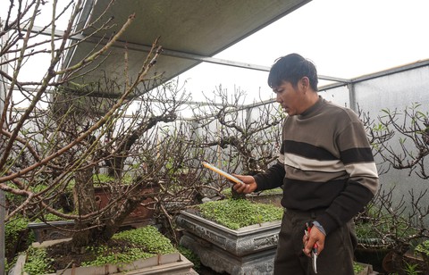 Làm nhà điều hòa cho đào đón Tết - Ảnh 6. Làm nhà điều hòa cho đào đón Tết - Ảnh 6.