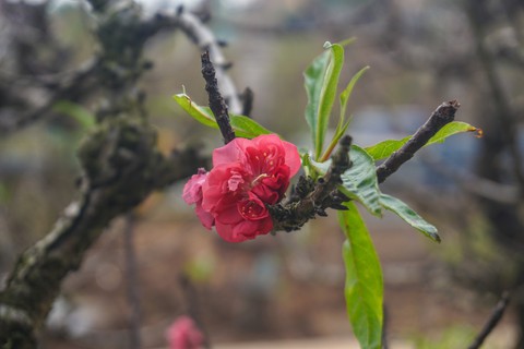 Làm nhà điều hòa cho đào đón Tết - Ảnh 1. Làm nhà điều hòa cho đào đón Tết - Ảnh 1.
