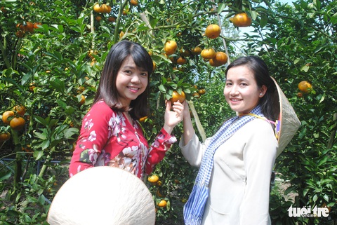 Quýt hồng Lai Vung vào vụ chín, thu hút khách tham quan - Ảnh 5. Quýt hồng Lai Vung vào vụ chín, thu hút khách tham quan - Ảnh 5.