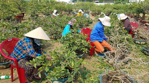 Nhà vườn TP.HCM hối hả chăm để mai bung nở đúng tết - Ảnh 1. Nhà vườn TP.HCM hối hả chăm để mai bung nở đúng tết - Ảnh 1.