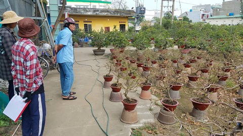 Nhà vườn TP.HCM hối hả chăm để mai bung nở đúng tết - Ảnh 7. Nhà vườn TP.HCM hối hả chăm để mai bung nở đúng tết - Ảnh 7.