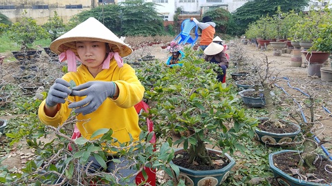 Nhà vườn TP.HCM hối hả chăm để mai bung nở đúng tết - Ảnh 3. Nhà vườn TP.HCM hối hả chăm để mai bung nở đúng tết - Ảnh 3.