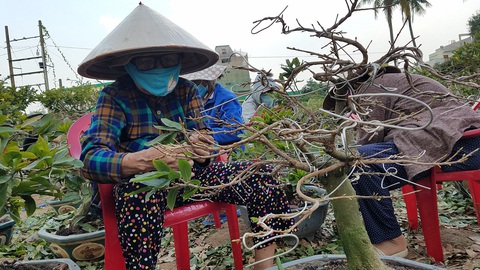 Nhà vườn TP.HCM hối hả chăm để mai bung nở đúng tết - Ảnh 4. Nhà vườn TP.HCM hối hả chăm để mai bung nở đúng tết - Ảnh 4.
