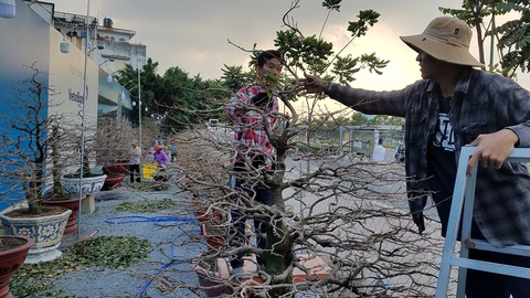 Nhà vườn TP.HCM hối hả chăm để mai bung nở đúng tết - Ảnh 5. Nhà vườn TP.HCM hối hả chăm để mai bung nở đúng tết - Ảnh 5.