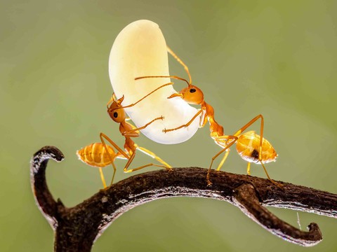 Sắc xuân Kỷ Hợi 2019 qua ống kính nhiếp ảnh gia TP.HCM - Ảnh 2. Sắc xuân Kỷ Hợi 2019 qua ống kính nhiếp ảnh gia TP.HCM - Ảnh 2.