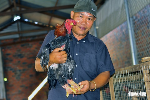Gà Đông Tảo tặng tết giá 2,5-4 triệu đồng/ con - Ảnh 1. Gà Đông Tảo tặng tết giá 2,5-4 triệu đồng/ con - Ảnh 1.