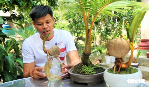 Độc đáo bonsai dừa của chàng trai Bến Tre - Ảnh 1. Độc đáo bonsai dừa của chàng trai Bến Tre - Ảnh 1.