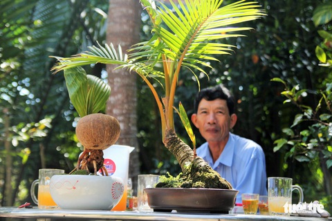 Độc đáo bonsai dừa của chàng trai Bến Tre - Ảnh 3. Độc đáo bonsai dừa của chàng trai Bến Tre - Ảnh 3.