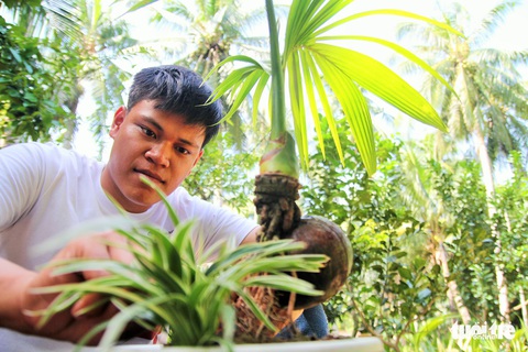 Độc đáo bonsai dừa của chàng trai Bến Tre - Ảnh 4. Độc đáo bonsai dừa của chàng trai Bến Tre - Ảnh 4.