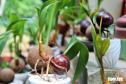 Độc đáo bonsai dừa của chàng trai Bến Tre - Ảnh 5. Độc đáo bonsai dừa của chàng trai Bến Tre - Ảnh 5.