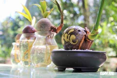 Độc đáo bonsai dừa của chàng trai Bến Tre - Ảnh 6. Độc đáo bonsai dừa của chàng trai Bến Tre - Ảnh 6.