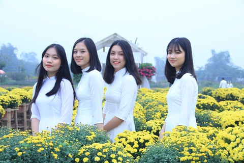 Cúc mâm xôi phương Nam hút hồn thiếu nữ Hà Nội - Ảnh 5. Cúc mâm xôi phương Nam hút hồn thiếu nữ Hà Nội - Ảnh 5.
