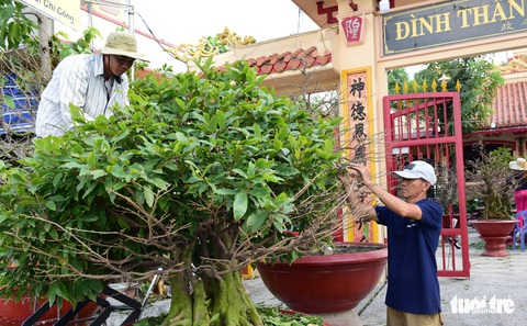Muôn hoa khoe sắc đón xuân Kỷ Hợi - Ảnh 5. Muôn hoa khoe sắc đón xuân Kỷ Hợi - Ảnh 5.